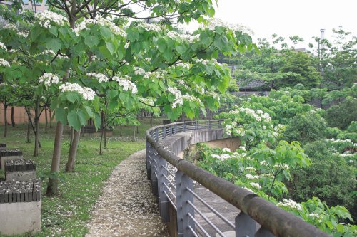 台湾长庚医院油桐花开伸手可及、犹如白雪