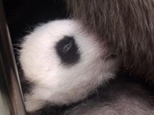 熊猫幼崽“圆仔”成长进度超前眼睛已睁开一条缝