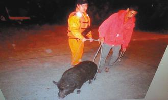 台湾一山猪落海被救后又玩失踪（图）