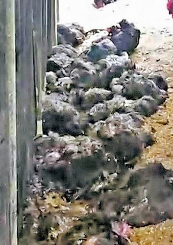 台湾一农场50多只鸡被杀疑猕猴“杀鸡儆人”