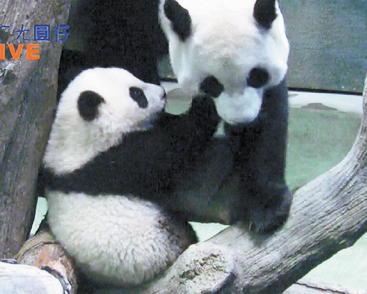 图：台北大熊猫宝宝“圆仔”被吵醒朝妈妈挥拳