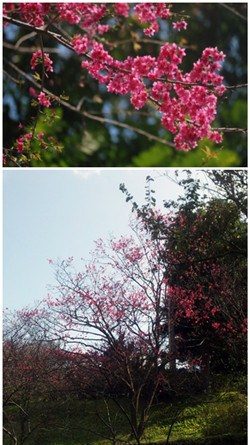 2014阳明山花季开幕山樱春节期间可开6成（图）