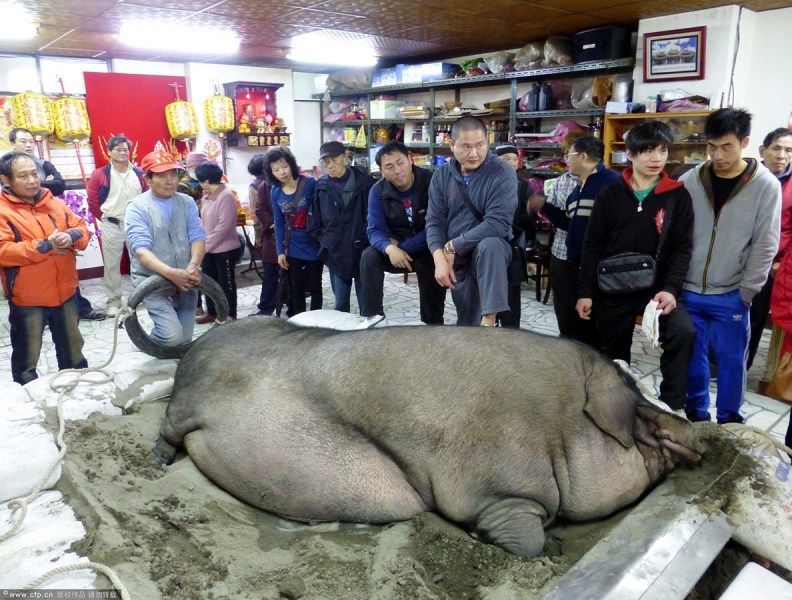 台湾新北百年传统祭典宰杀千斤"神猪(组图)