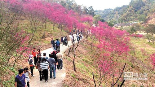 台中市浊水巷樱花提前开放赏花人潮涌现（图）