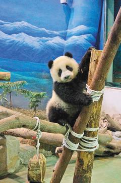 台北大熊猫宝宝“圆仔”长大了掌力变强（图）