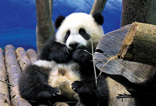 台北低温：动物园猩猩抢姜汤大熊猫圆仔活力旺