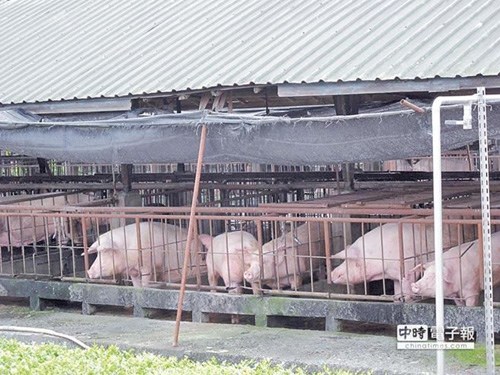 台湾爆小猪下痢疫情数月全台恐有30万头猪死亡