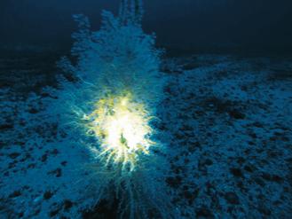 台湾绿岛外海发现珍稀黑珊瑚台湾首见（图）