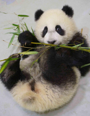台北大熊猫宝宝“圆仔”模仿妈妈吃竹子嚼而不吞