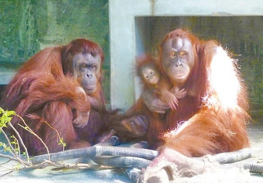 台北红毛猩猩家族三代同堂超萌小宝宝黏妈妈（图）