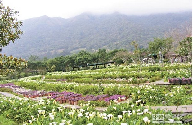 阳明山花季旅游人次突百万游客可一睹“樱吹雪”