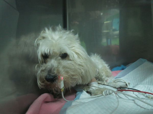 台湾一只狗得心脏病“开心”手术后渐恢复