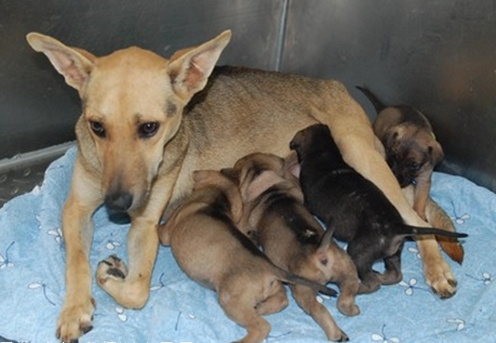 狗妈妈拖病体哺育7只幼犬台动保团体帮它“坐月子”
