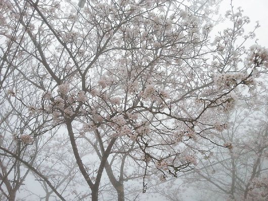 台湾苗栗农场吉野樱盛开白花与浓雾相辉映（图）