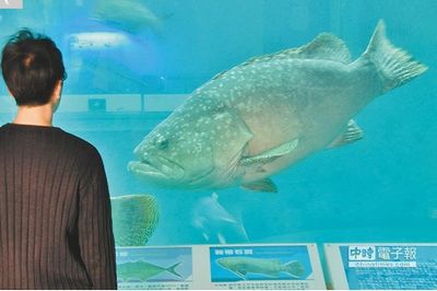 台湾阿祖级石斑体重超150公斤大洋池里颐养天年