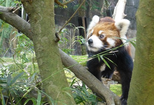 小熊猫入驻台北动物园和大熊猫圆仔拼人气