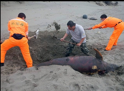 4天3起台湾苗栗沿海发现死亡鲸豚（图）