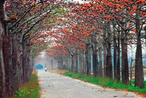 花田景观超吸睛台湾打造经典赏花路径（图）