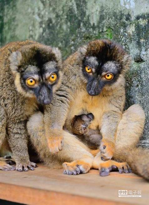 褐狐猴「菊花」3月26日產下1仔，左為阿嬤。（台北市立動物園提供）