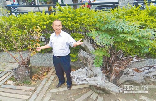 台学校枯死樟树被锯制成桌椅余部长出异树