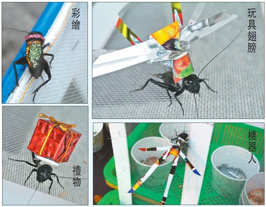 台南商家在蟋蟀身上粘饰品被批虐待动物（图）