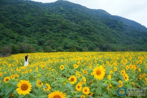 台湾东海岸最美太阳花开了（图）