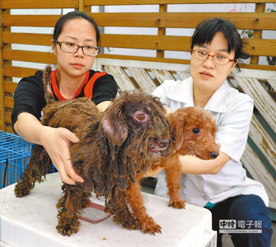 用完就丢30余只老病名犬雨中等死（图）