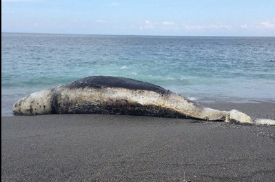 宜兰海边发现鲸鱼尸体疑罕见抹香鲸