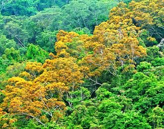 “相思树”花季登场台中东势林场好赏花（图）