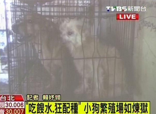 台湾一间小狗繁殖场宛如炼狱环境恶劣横尸遍布