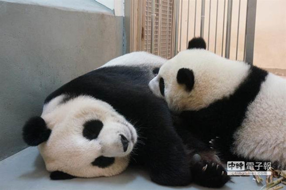 赠台大熊猫幼仔快满周岁黏妈妈喝奶啧啧作响（图）
