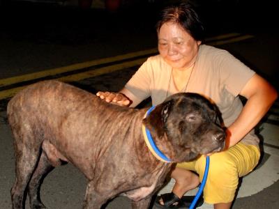 六旬阿嬷改衣维生花尽积蓄救遭弃病犬（图）