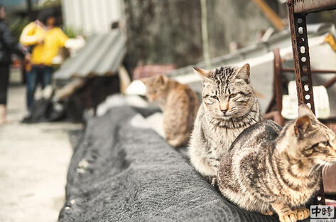 万名爱猫人抗议长跑干扰猫咪栖息地要求更改线路