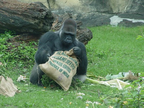 台北动物园要为园内唯一金刚猩猩讨老婆（图）