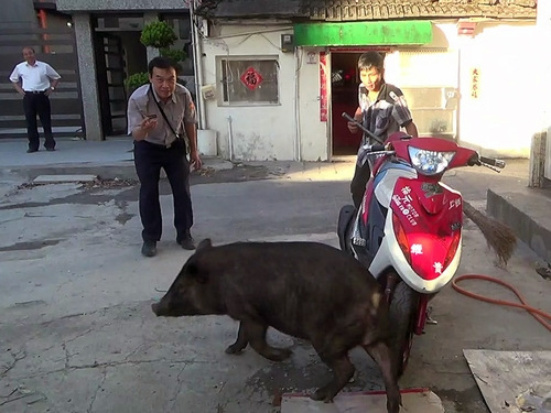 凶猛山猪“越狱”到宜兰市“逛大街”（图）