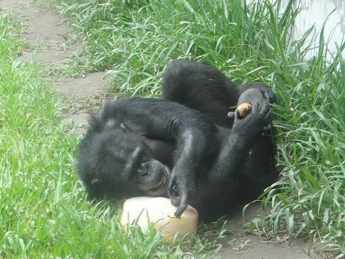 黑猩猩冰块边纳凉消暑动物吃冰超逗趣（图）