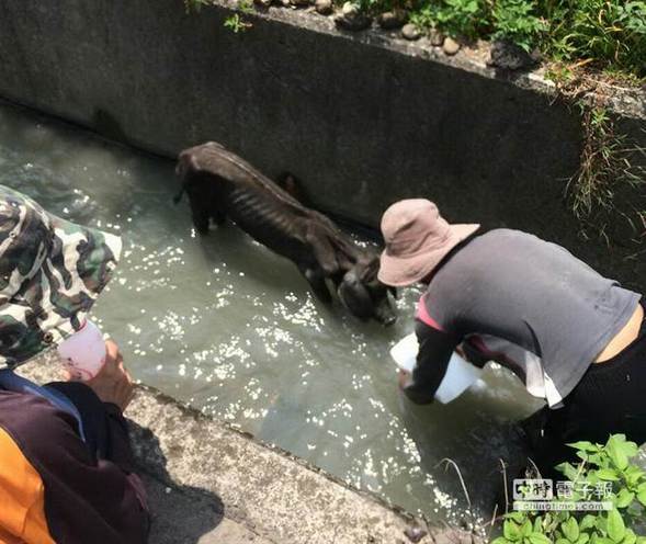 瘦如流浪狗的黑豬，若非大大豬耳及豬鼻，乍看下讓人誤以為是黑狗。（林駿剛翻攝）