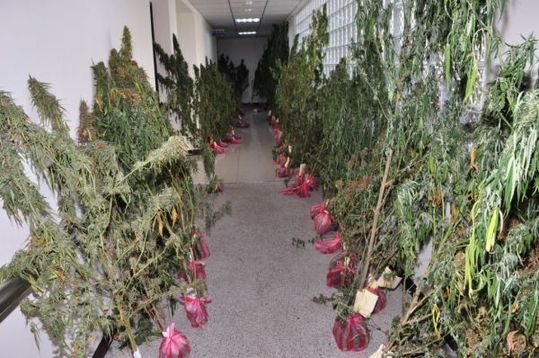 墓园旁种大麻 新竹警方查获上千万成品