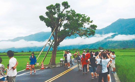 台湾著名“金城武树”穿支架迎接台风挑战（图）