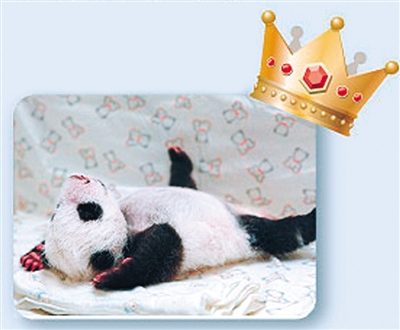 台北动物园迎百岁大熊猫“圆仔”成百年人气王