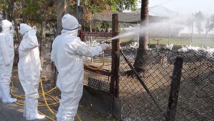 台湾嘉义县家畜疾病防治所人员，今天早上到县内某养鹅场消毒。
