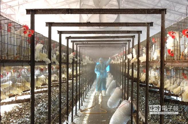 台中市动物保护防疫处清查200多处家禽场，养鸭鹅业者也加强消毒，避免疫病入侵。（图片来源:台湾中时电子报）