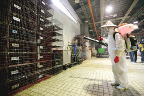 台湾禽流感疫情升温5县市38养殖场禽类送检