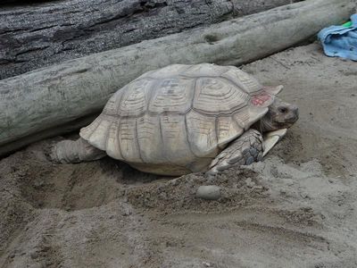台湾动物园真实上演象龟挖洞产卵有趣画面（图）