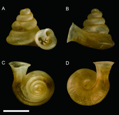 台湾发现蜗牛新物种 取名“垦丁高口蜗”（图）