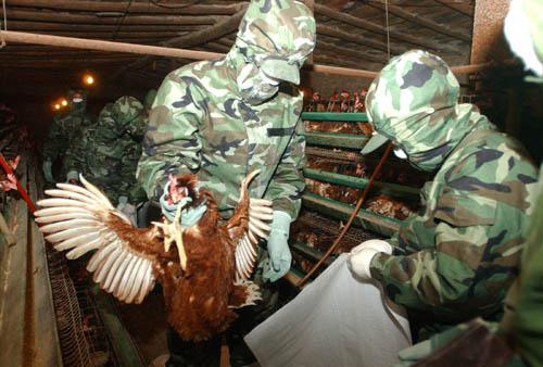 台湾禽流感疫情蔓延 台军出动海军陆战队化学兵。（网络图）