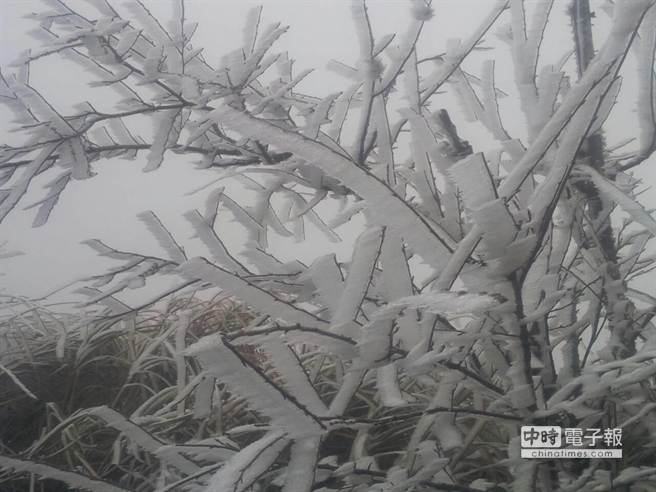 太平山今天清晨降下今年第一场瑞雪，树枝上也结满雾淞。（台媒图）