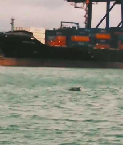 海豚群误闯台北港海巡队护送出海（图）