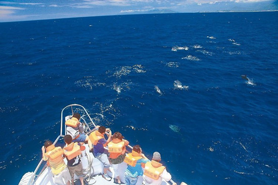 花莲300余只海豚成群跳跃赏鲸游客惊喜连连（图）
