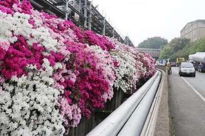 苗栗杜鹃花秘境赏花险象环生（图）